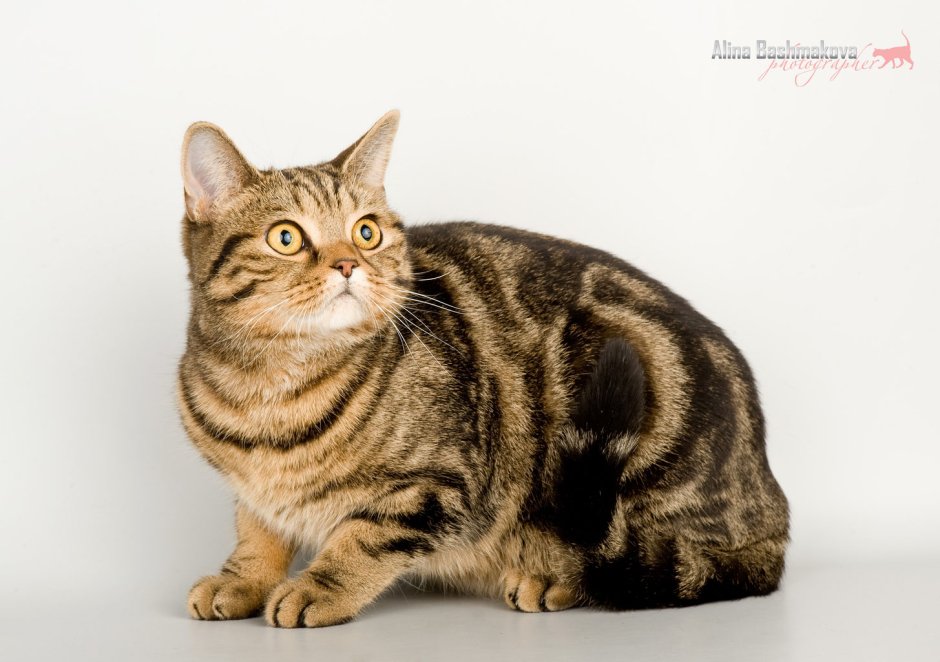 Шотландский кот прямоухий мраморный на золоте