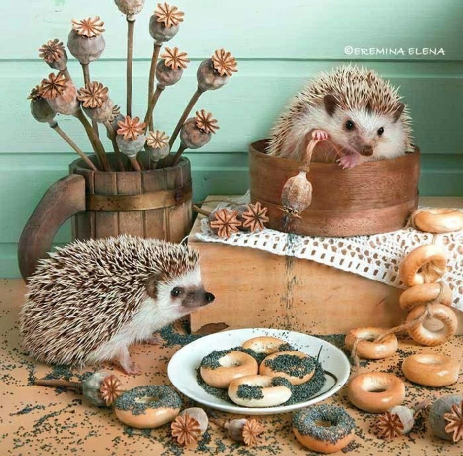 Блинский ёж
