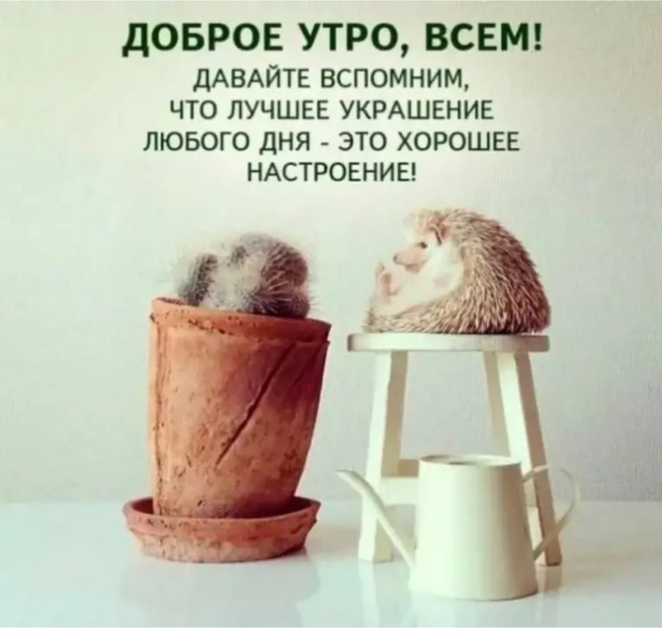 Доброе утро белка