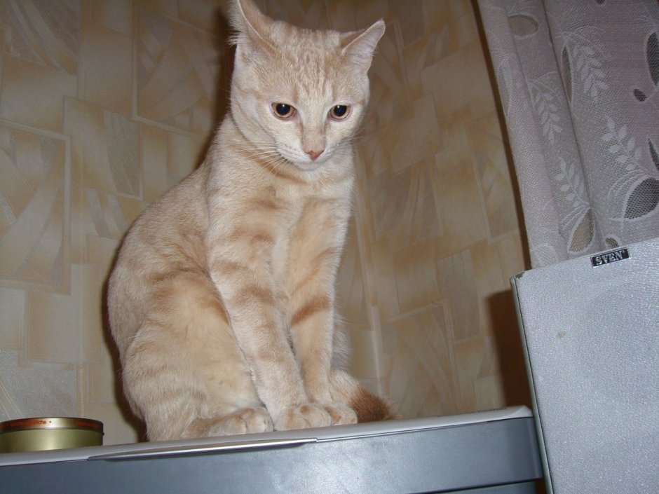 Кошка песочного окраса