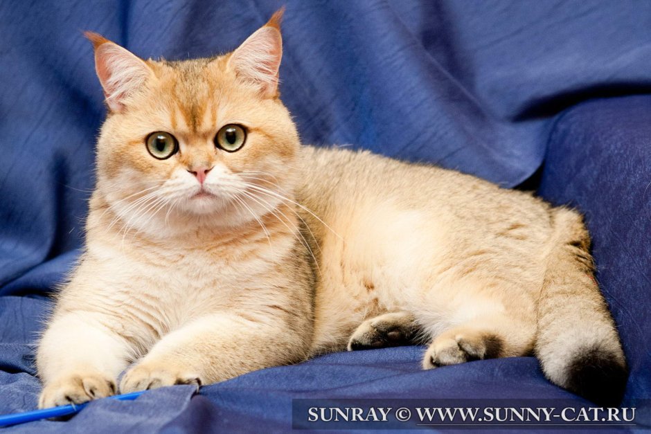 Шотландская прямоухая короткошерстная Золотая