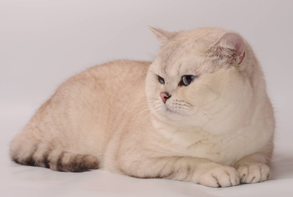 Бурмилла шиншилла