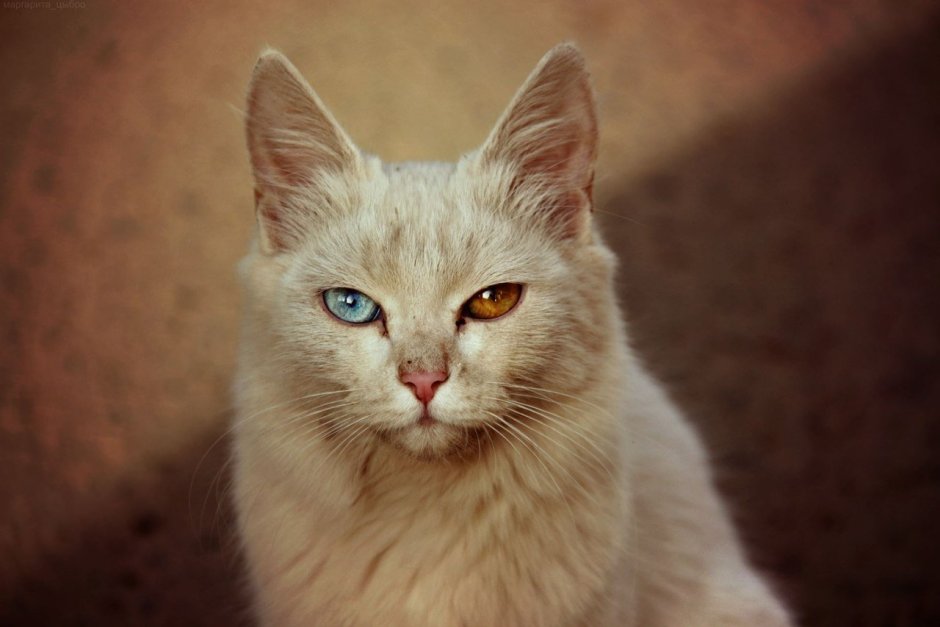 Бежевая кошка