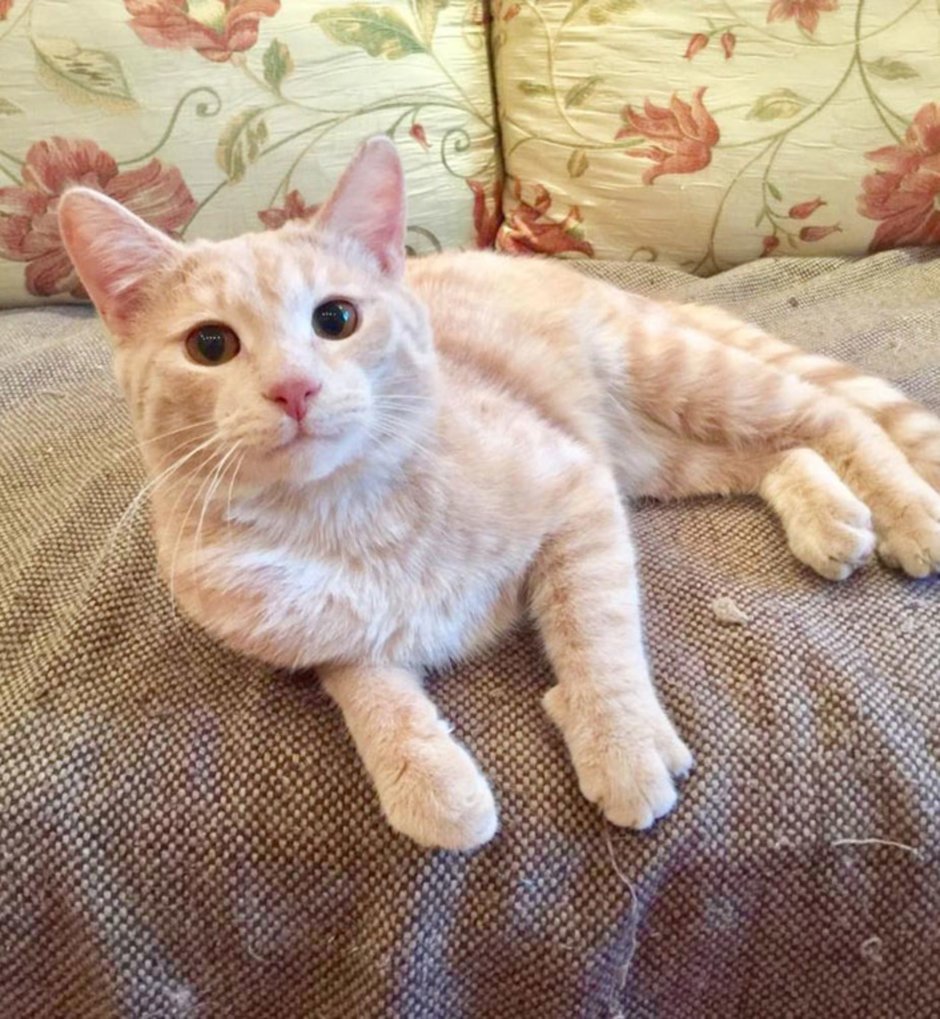Кошка песочного окраса