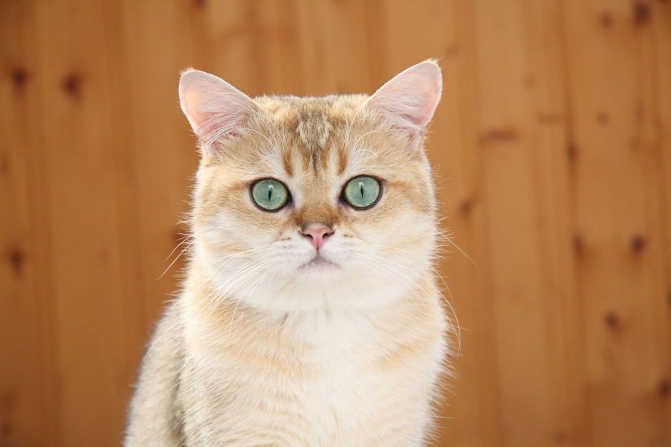Светлая кошка