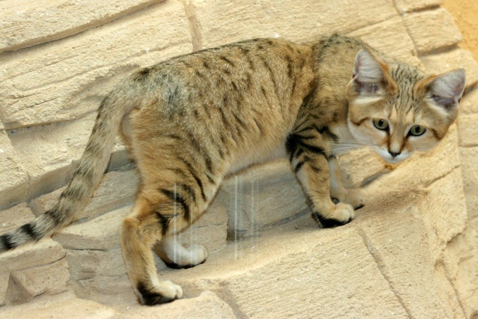 Барханный кот Глаша