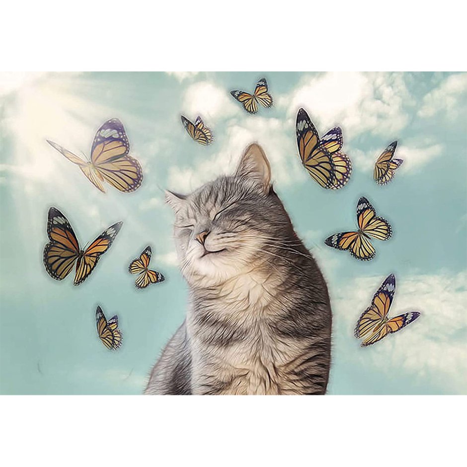 Кот мотылек