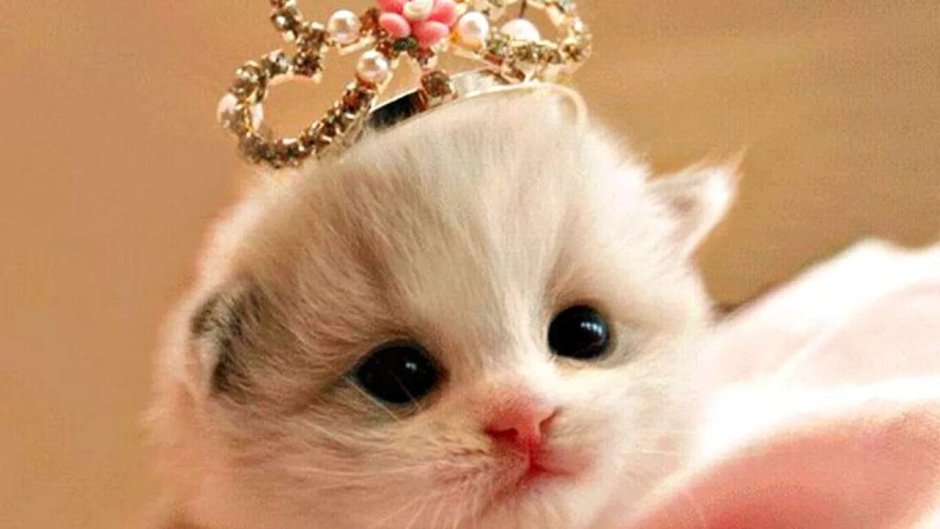 Кошки это маленькие вредные женщины