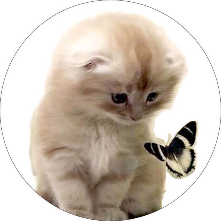 Милые коты