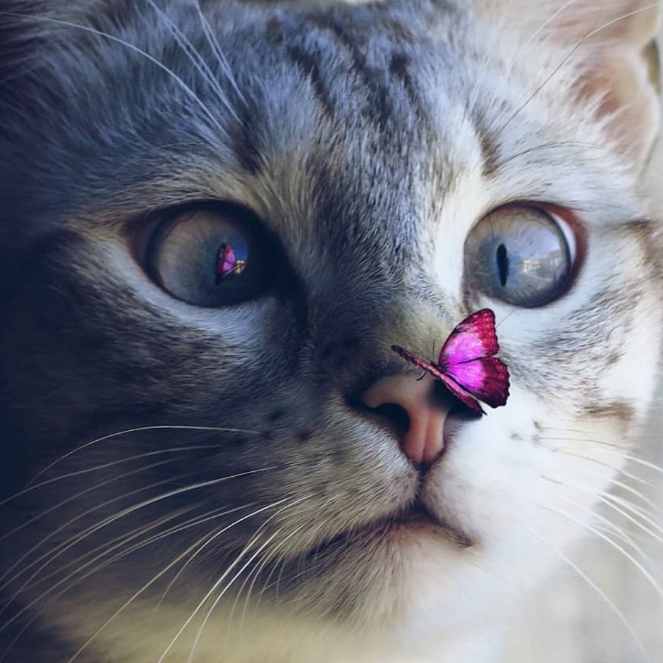 Котенок с бабочкой