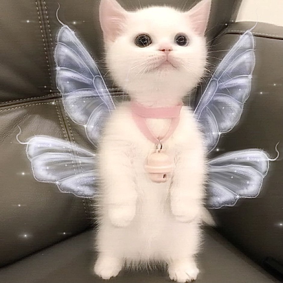 Милые котики феи