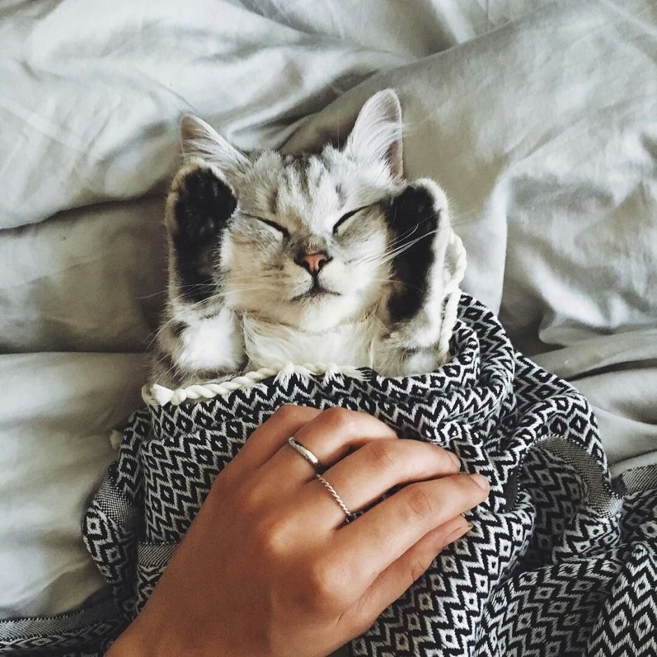Кот в инстаграмме