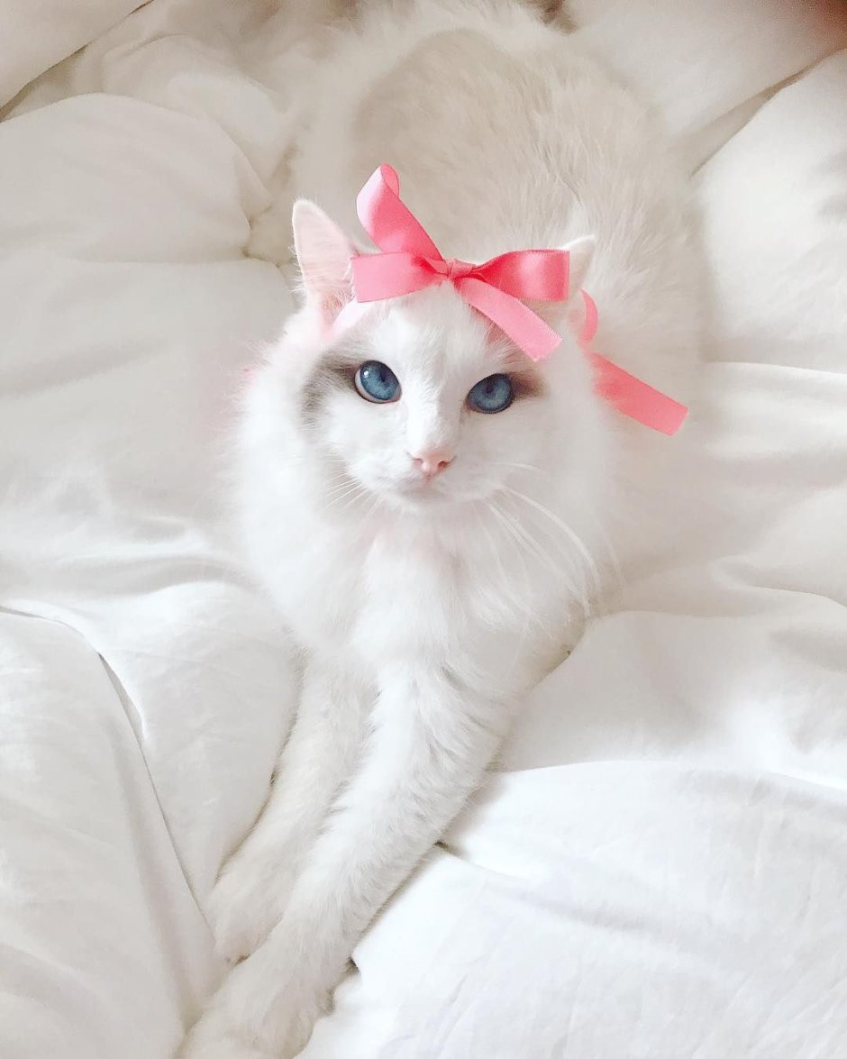Кошка с бантом