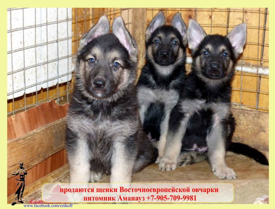 Алабай метис с овчаркой