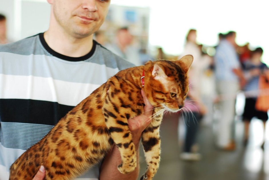 Бенгальский кот большой