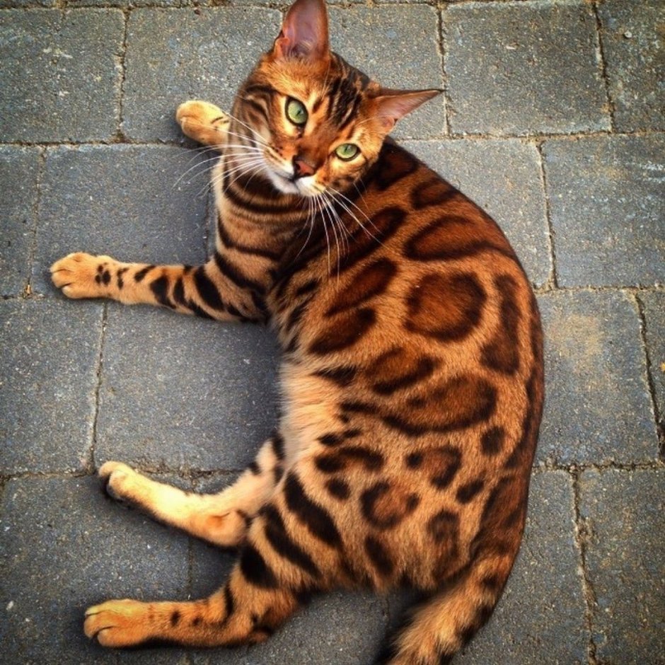 Бенгальская Саванна кошка