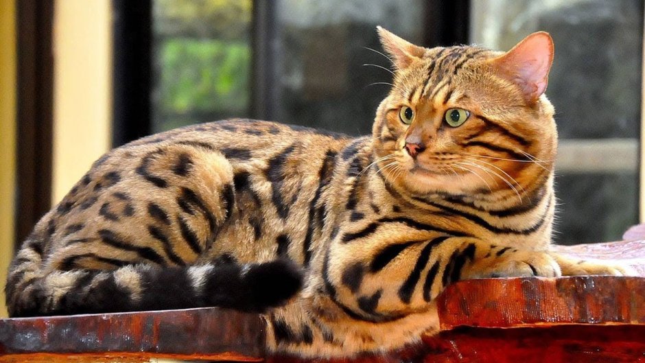 Кошка бенгал хвост