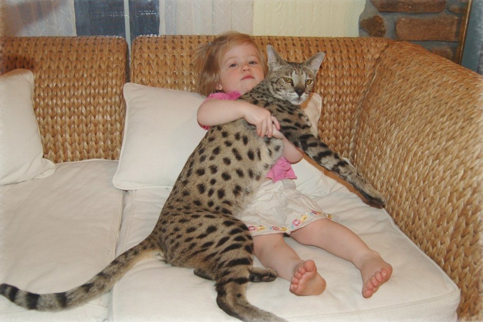 Удивленные коты