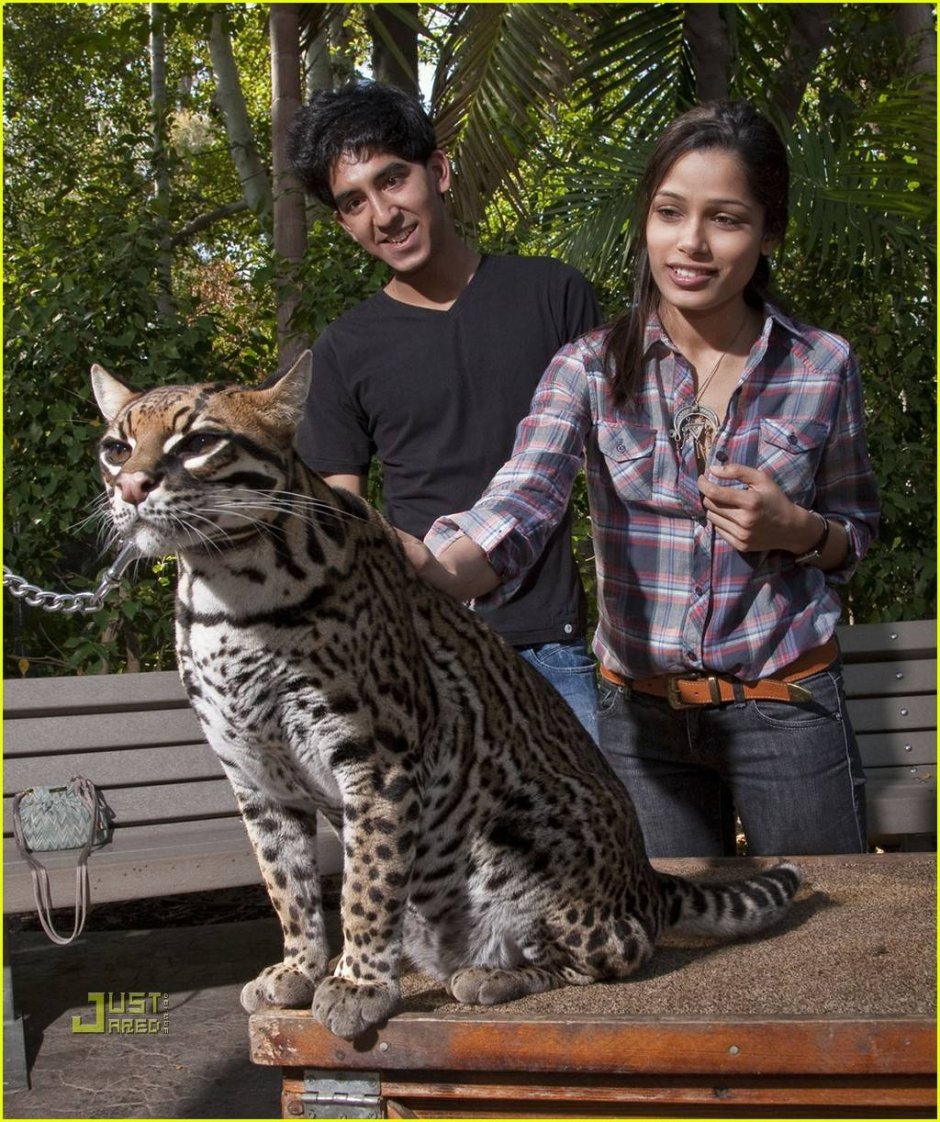 Бенгальские кот тор фото