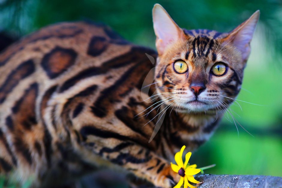 Бенгальская кошка