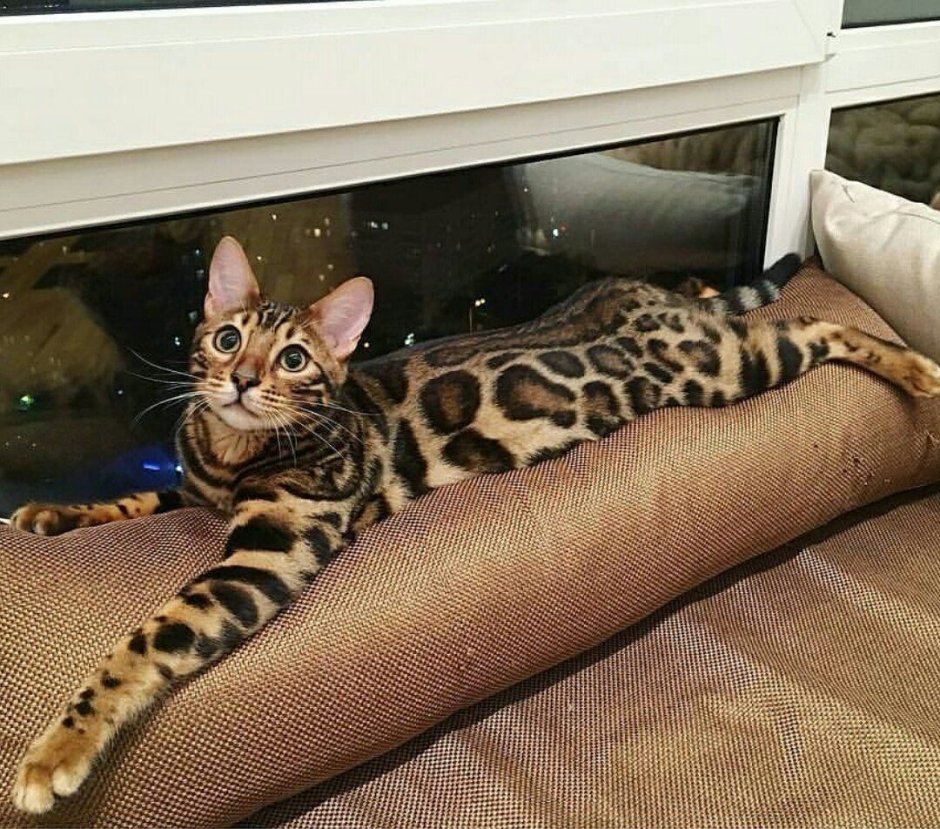 Бенгальская Саванна кошка
