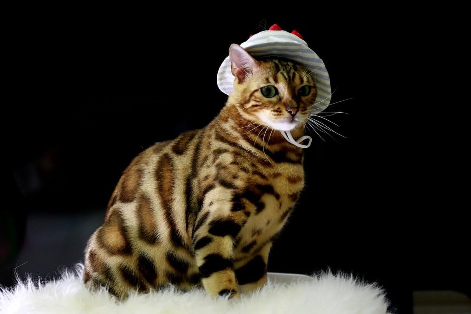 Саванна кошка Размеры и вес