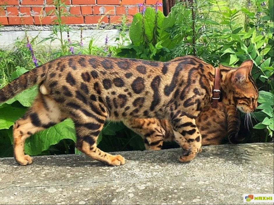 Бенгальская кошка