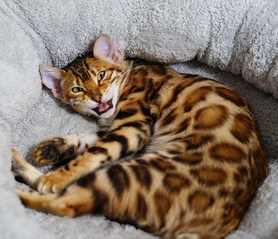 Самые красивые коты леопардовые