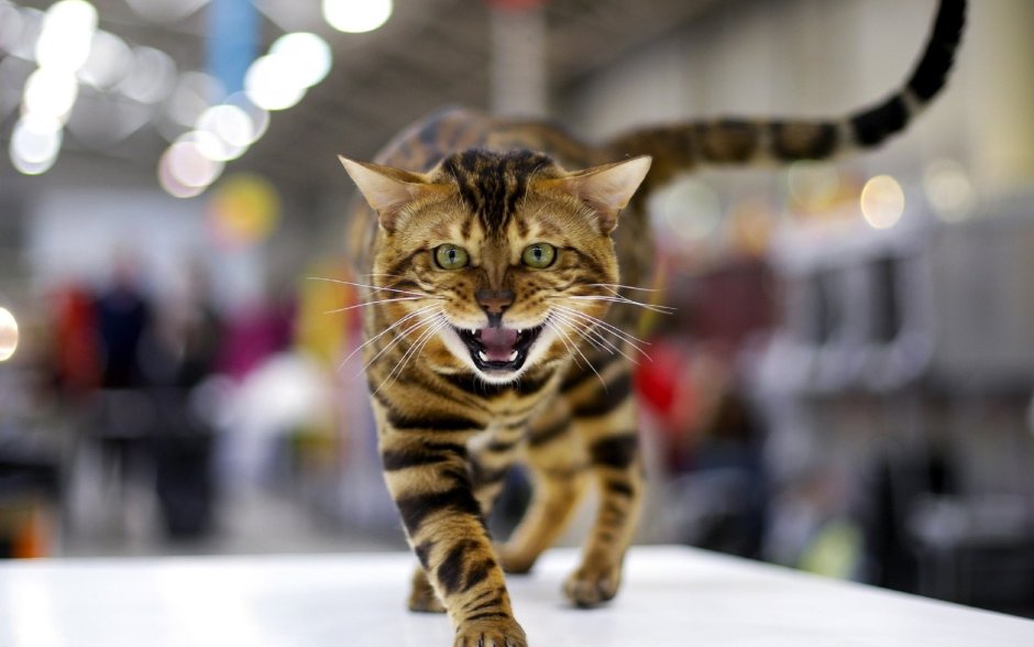 Бенгальская кошка
