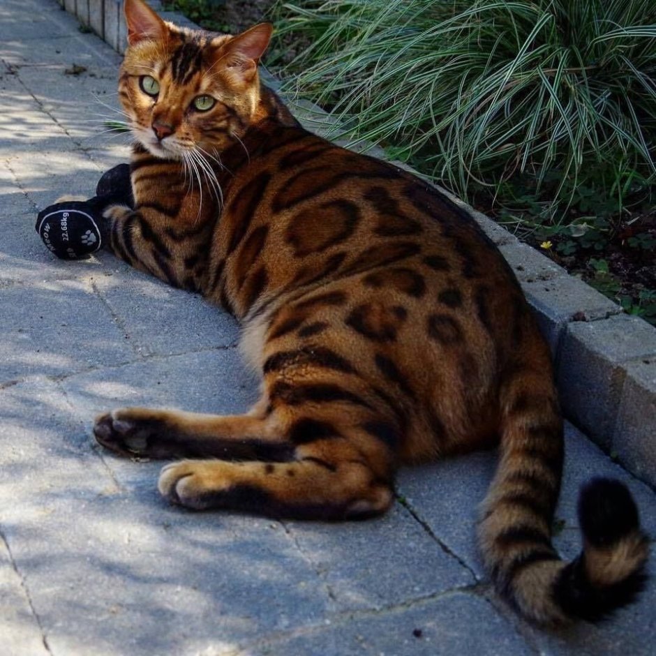 Огромный бенгальский кот