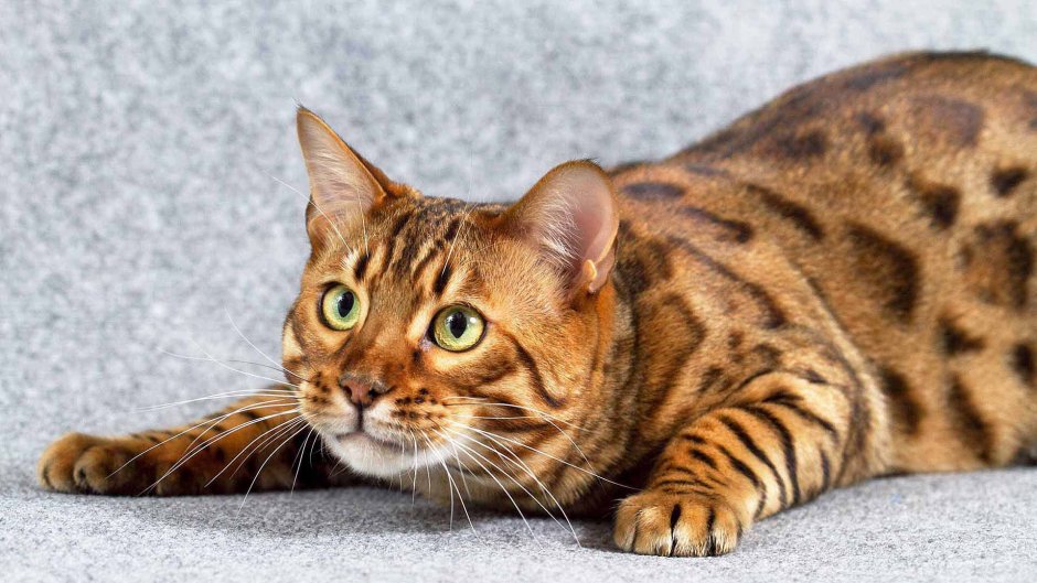 Бенгальская Саванна кошка