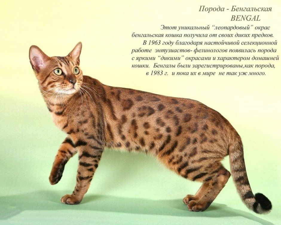 Бенгальская кошка тойгер