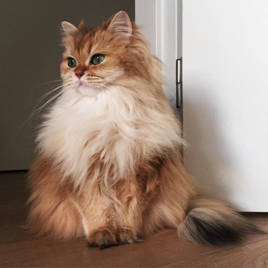 Британский длинношерстный кот