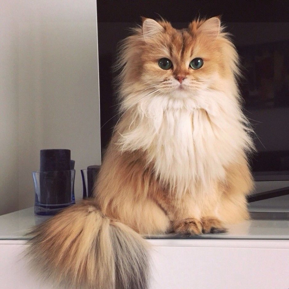 Кот с волосами
