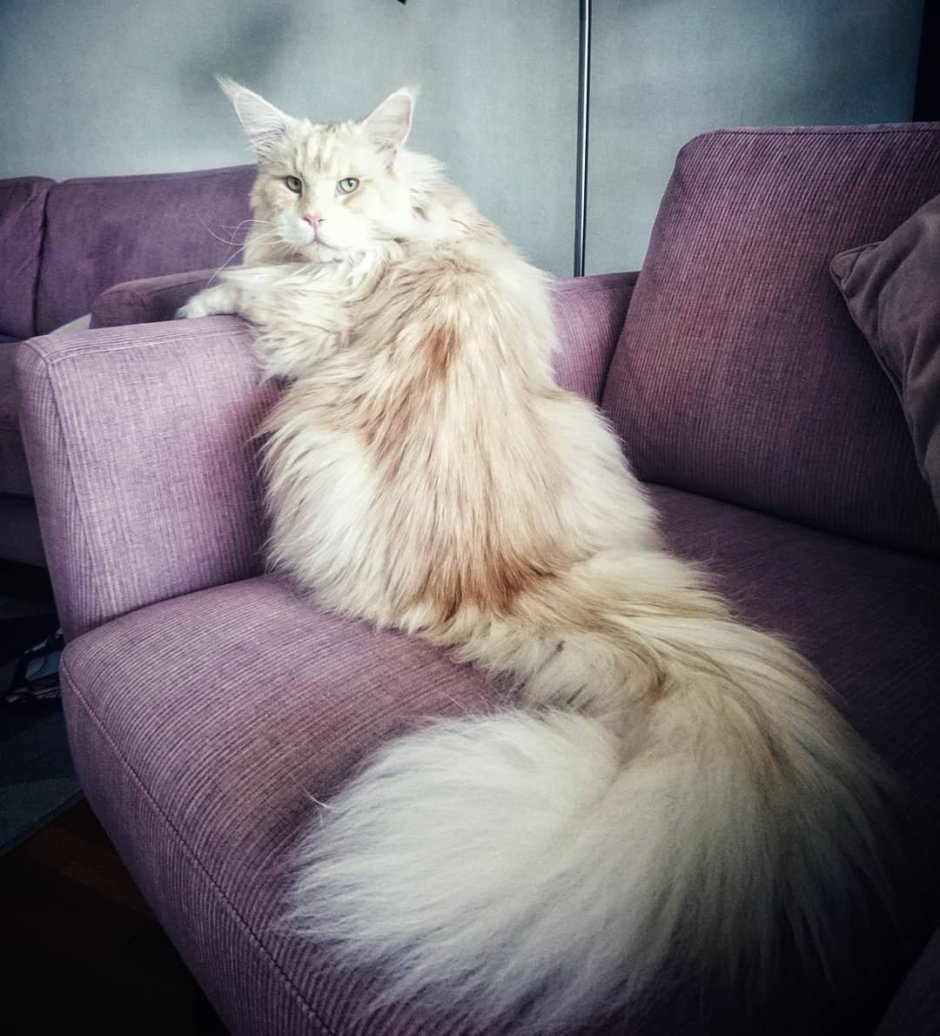 Большие коты Мейн кун