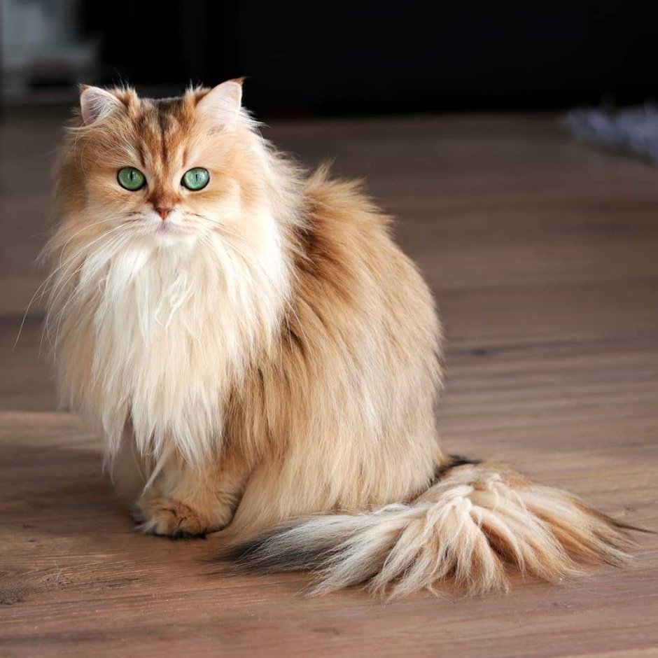Британская длинношёрстная кошка