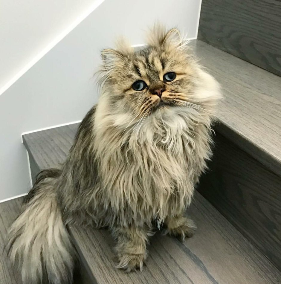 Лохматый кот