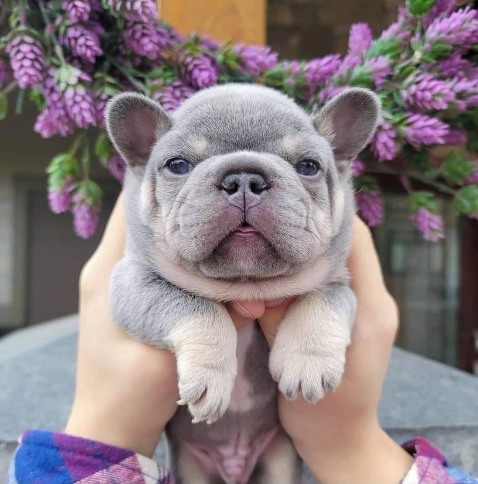 Lilac tan French Bulldog