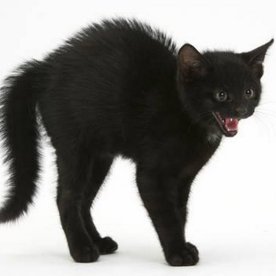 Котенок выгибает спину