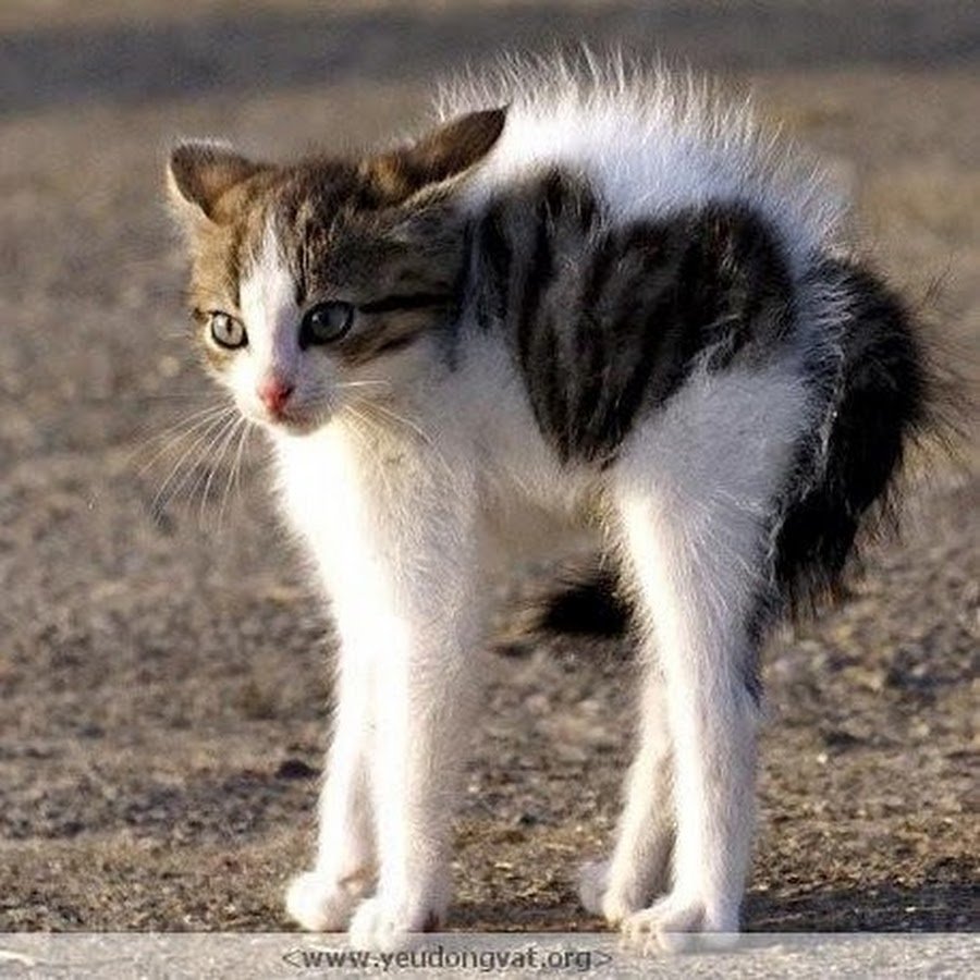 Котенок шерсть дыбом