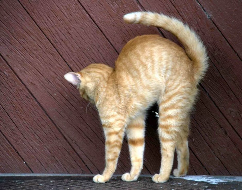Кошка выгибает спину
