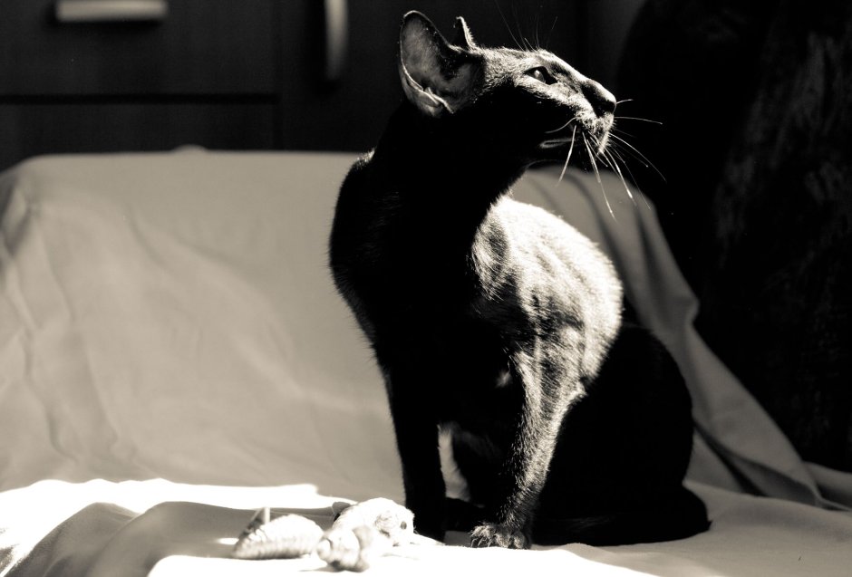 Грациозные ориентальные кошки