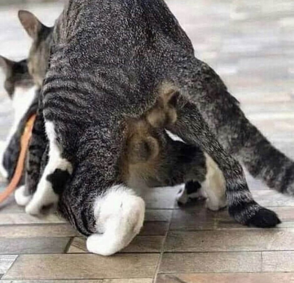 Коты лижутся