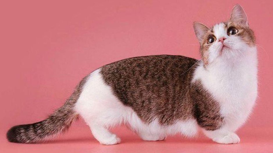 Манчкин кошка