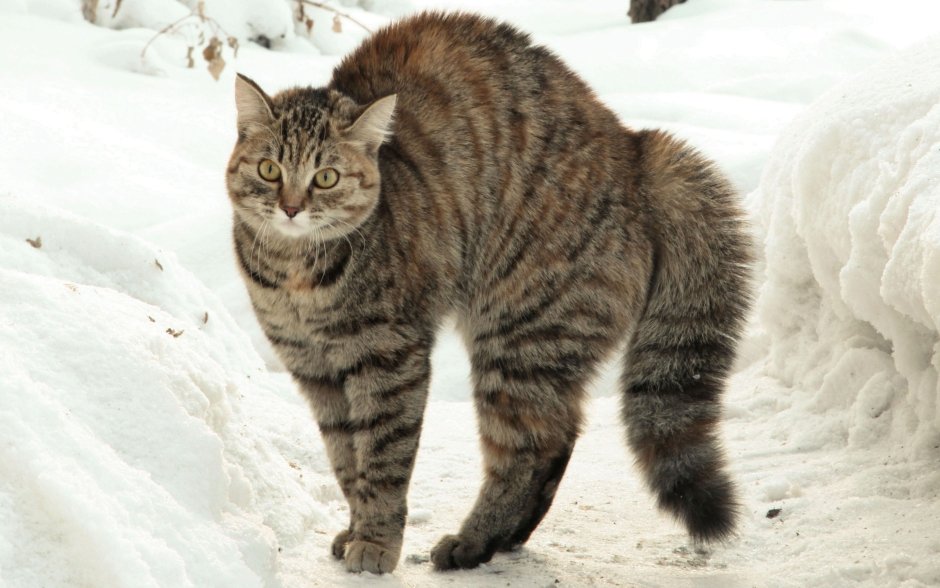 Кот с выгнутой спиной