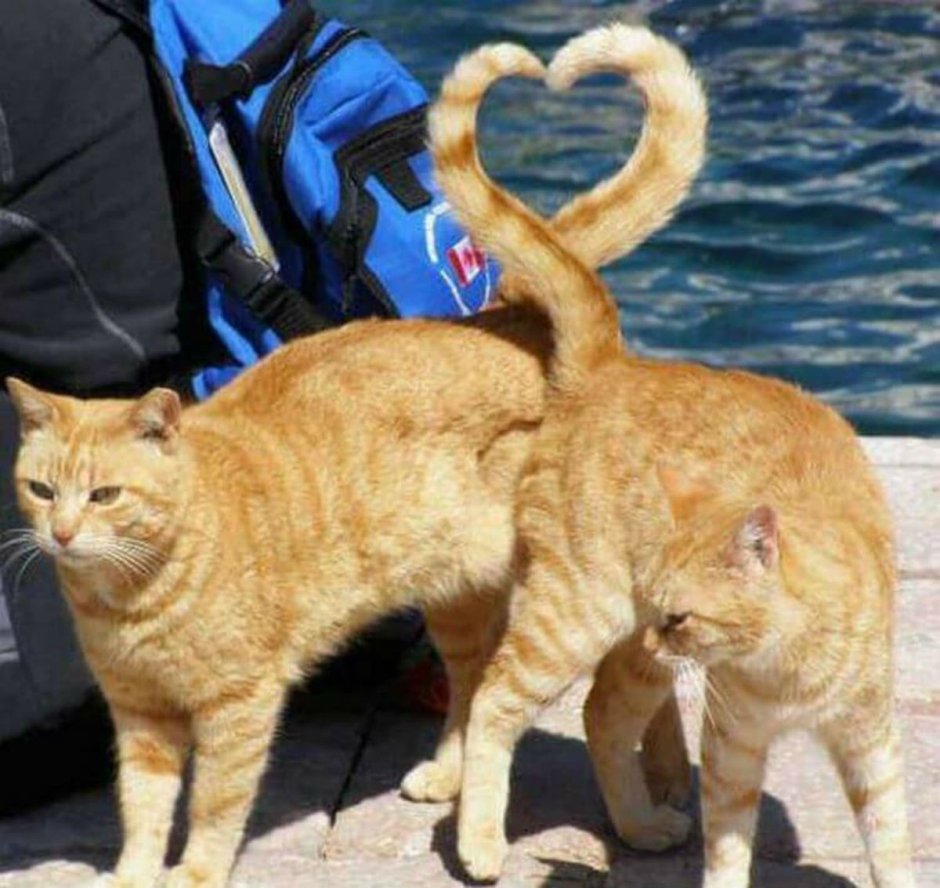 Злой кот арт