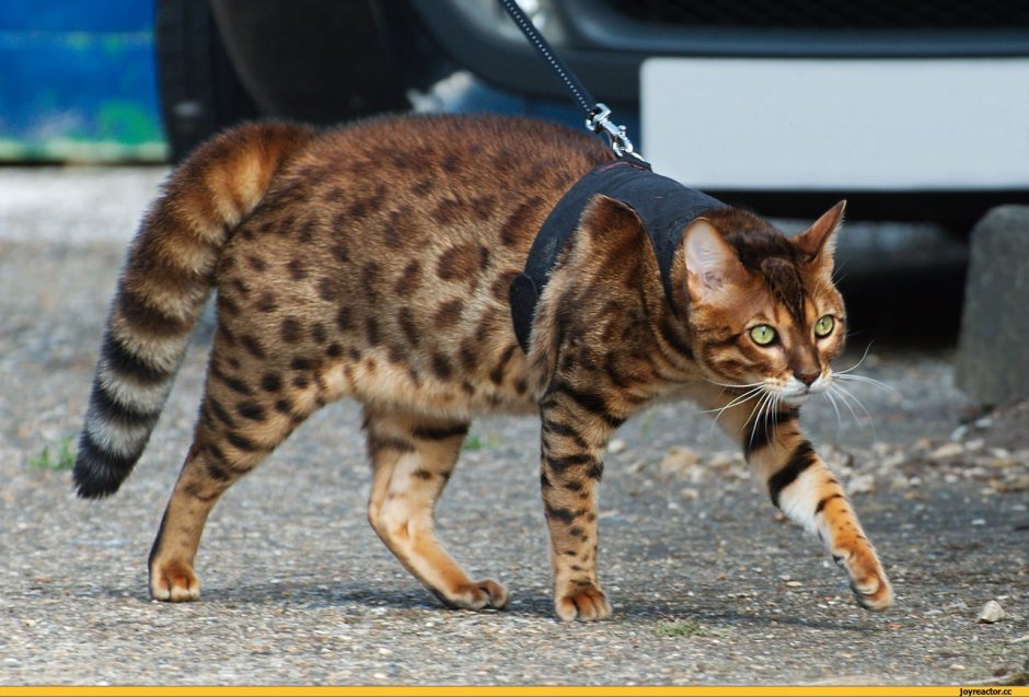 Бенгальская кошка упитанный