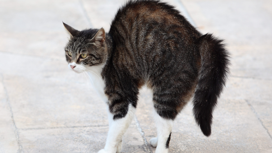 Горбатая кошка