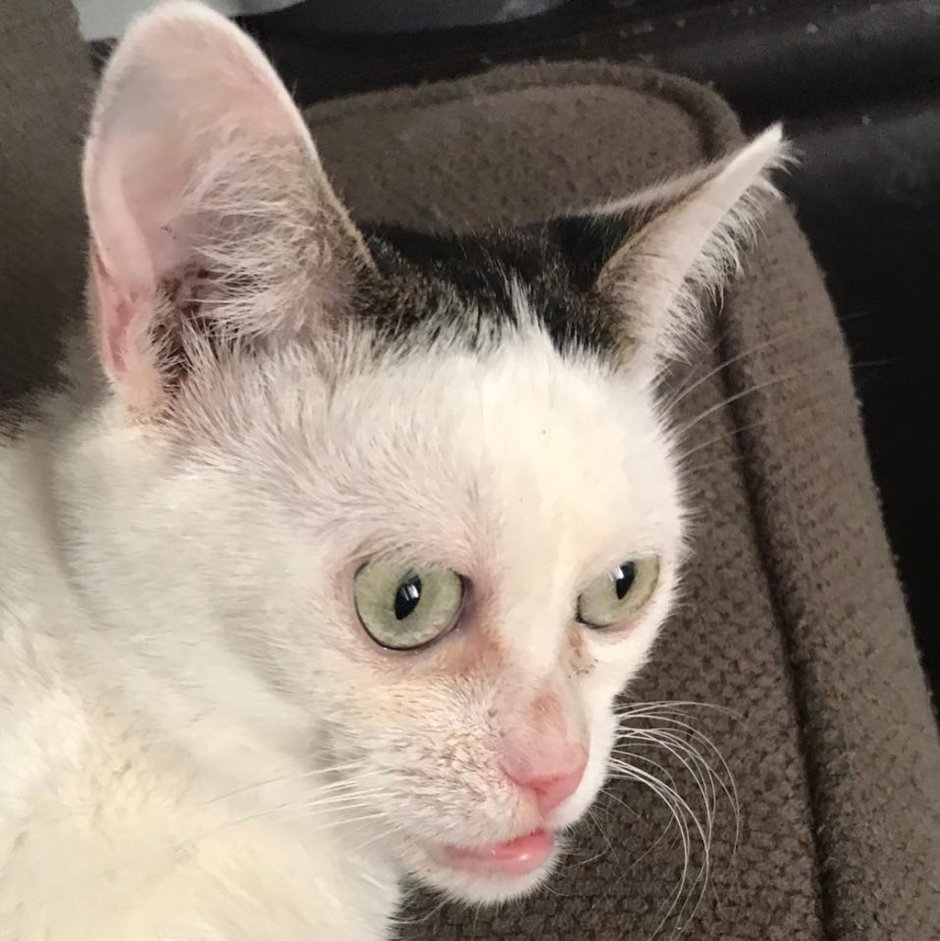 Кошка Марла «Бушеми»