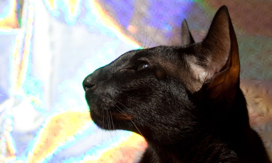 Ориентальный кот профиль